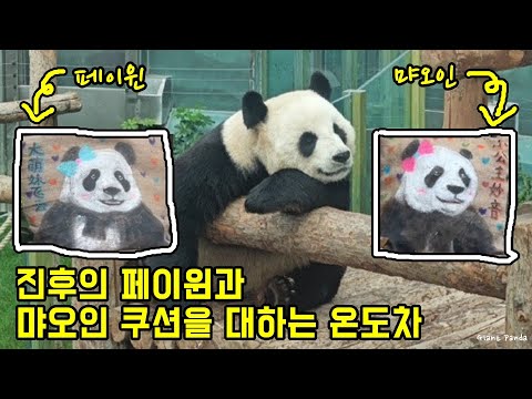 판다 진후가 좋아하는 먀오인 쿠션과 싫어하는 페이윈 쿠션을 대하는 자세!