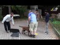 Дрессировка собак, как отучить щенка подбегать к чужим 
