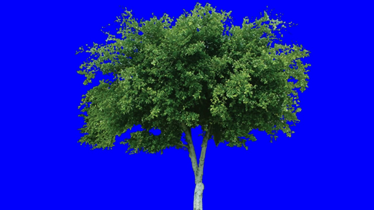 Free Green Screen Video  |  Tree 2