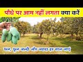 The Mango Plant Will Bear More Fruits And Flowers Early Every Year Get More Fruits And Flowers