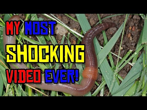 How to Build a WORM SHOCKER to get FREE LIVE BAIT!