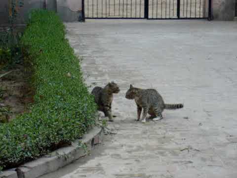 Cats' fight