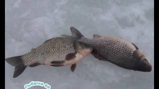 Как рыбалка в сулежском борке