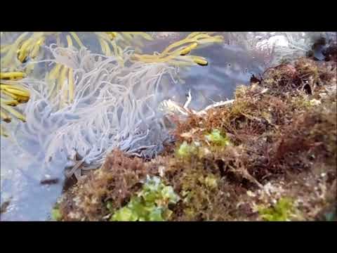 Anémona de mar común, ortiguilla, ortiga de mar. La Maruca, Santander (24/07/2017)