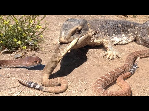 hindi whatsapp iguana vs snake Mp4 3GP Video & Mp3 Download unlimited Videos Download hindi whatsapp iguana vs snake Mp4 3GP Video & Mp3 Download unlimited Videos Download