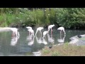 Lesser Flamingo Enrichment