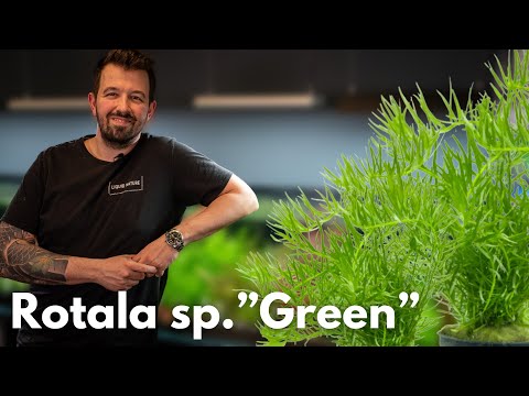 Rotala rotundifolia 'Green' | Liquid Nature Pflanzenvorstellung