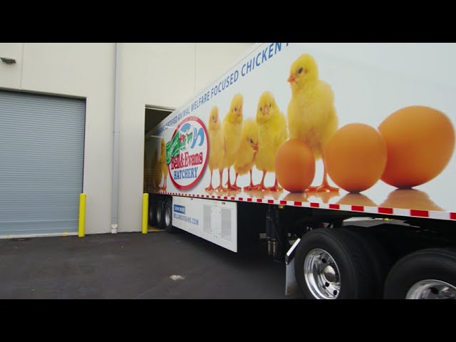 Our "Chick Limo's"