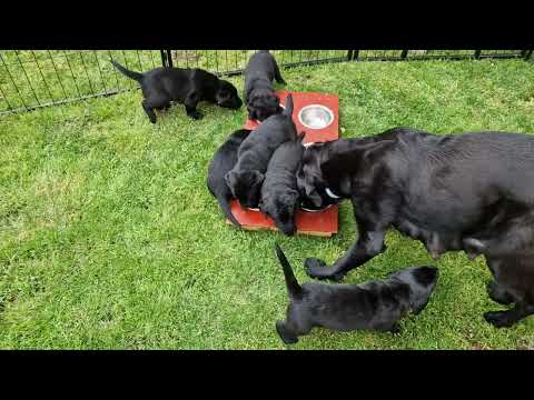 E-Wurf vom Uthleder Berg,  Tag 28-4