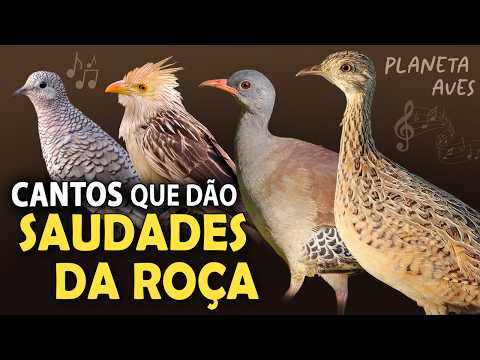 CANTOS de AVES que trazem SAUDADES DA ROÇA! Cantos das aves rurais comuns do Brasil
