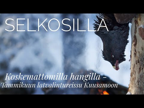 Koskemattomilla hangilla - Tammikuun latvalintureissu Kuusamoon | Selkosilla