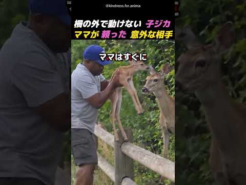 人間に子どもを託した母ジカｗ