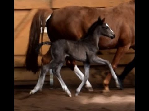 Hengstfohlen geb. 12.05.2022 v. Van Dijk - Danciano - His Highness