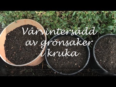 Vintersådd av grönsaker i kruka