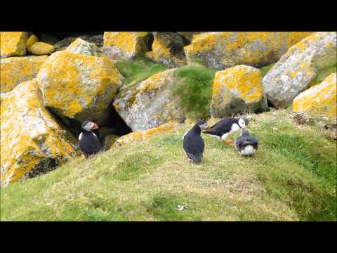 Puffin Parade on the Shiant Isles