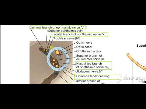 Ophthalmic nerve in orbit 4