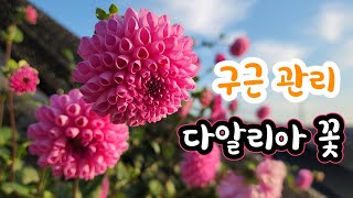 이렇게 예쁜 꽃이!  다알리아 꽃 구근 보관 방법