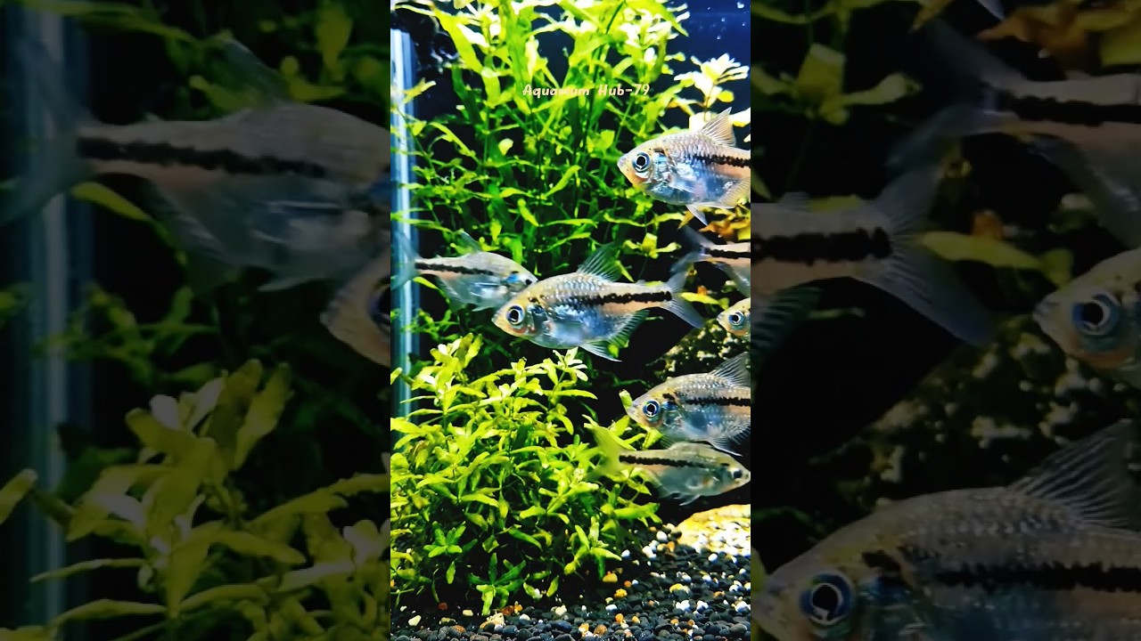 Tetra Fish #fishkeeping #aquascape
