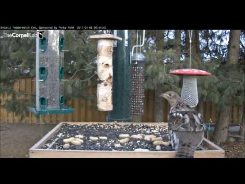 Ruffed Grouse   early morning visit    06 42  Video 2017 04 08 094416
