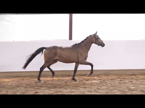 DIEGO 3j. Falbwallach v. Dressed in Gold - Justin