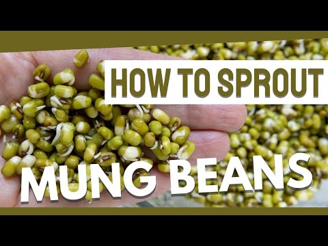 How to Sprout Mung Beans - Step by Step Instructions