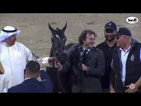 MUHRA AL GHANAYIM - GOLD CHAMPION - ERAB INT. SHOW - KUWAIT