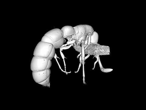 3D rotation video of Zasphinctus sarowiwai sp. n. paratype worker