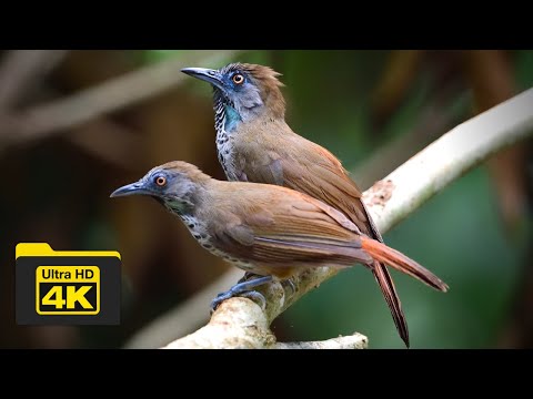 Timália škvrnitá (Stachyris maculata) — správanie, biotop a hlas