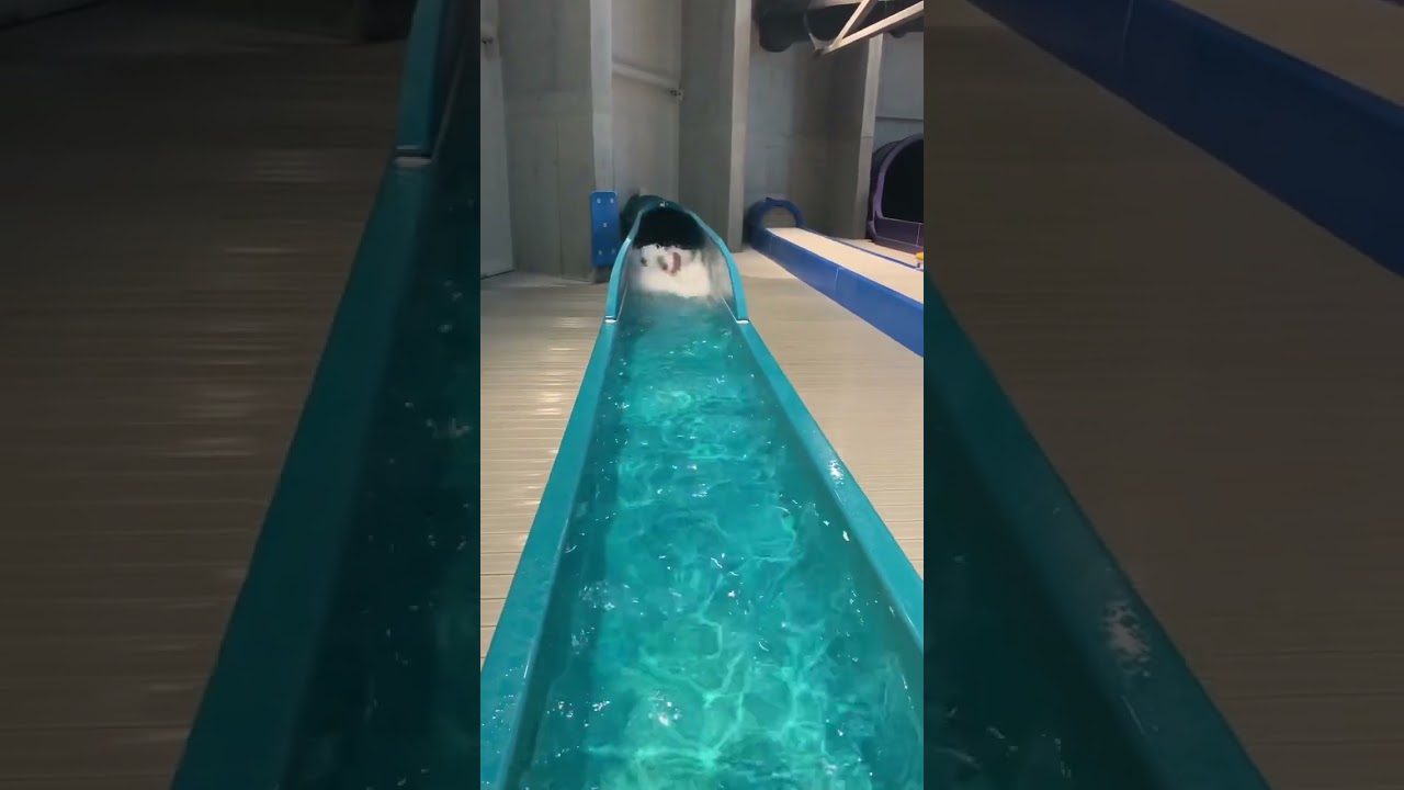 YouTube Short thumbnail