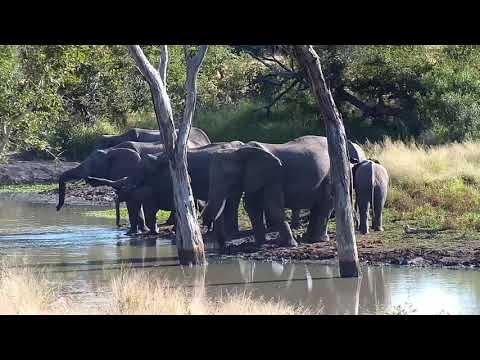 Djuma: Small Elephant herd getting a drink - 08:25 - 05/23/20