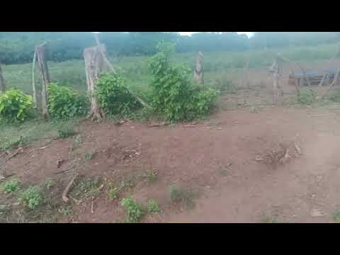 Terreno en venta en zapatagua chirilagua san Miguel medidas 70 x 35 metros número teléfono 7624 3272