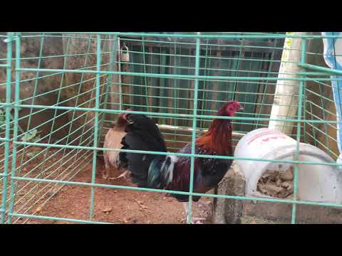 pure claret line breeding..white legs with black spurs