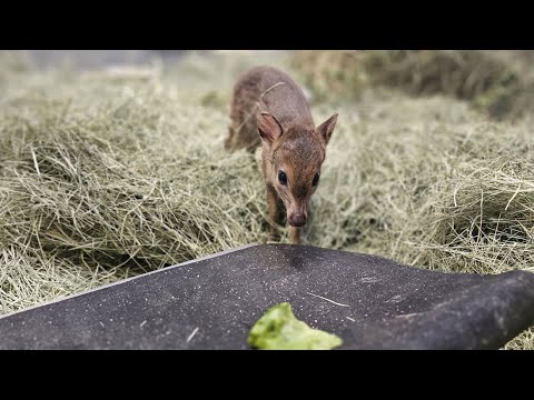 Blue Duiker Diaries Episode 2: Caring For A Blue Duiker Baby