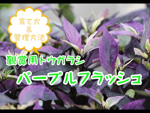 園芸 パープルオオエンレイソウ、パープルオオエンレイソウ