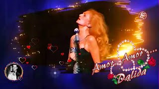 Amor Amor Lyrics English Translation