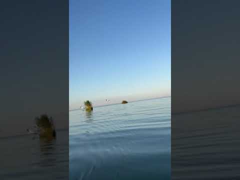 Plimbare cu barca in Delta Dunării August 2023 #boat #delta #deltadunarii #relaxing #nature