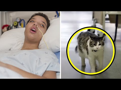 Hospital Cat Asked to Enter a Patient's Room... Later, the Whole World Heard this Story...