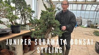 Juniper Squamata Bonsai Styling