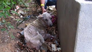 Hiding to die, rescue of sad and suffering old dog