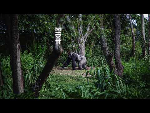 Tswex Malabola - No Forests In Botswana