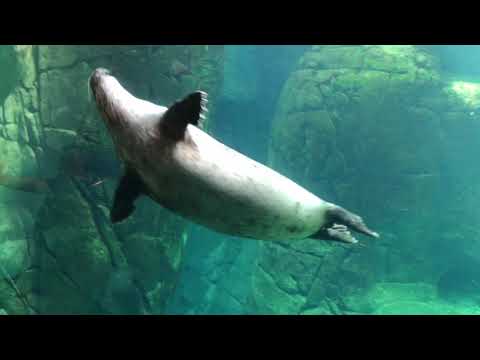 download lagu mp3 mp4 Zoo Antwerpen Tickets, download lagu Zoo Antwerpen Tickets gratis, unduh video klip Zoo Antwerpen Tickets