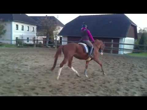 Diamond Star v. Don Diamond, geb. 2008