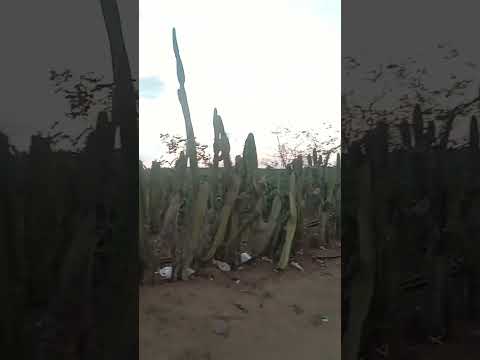 SÍTIO MANGAIOS BARRA DE SANTANA-PB #paraiba #paraíba #nordeste #nordestino #zonarural #sitio