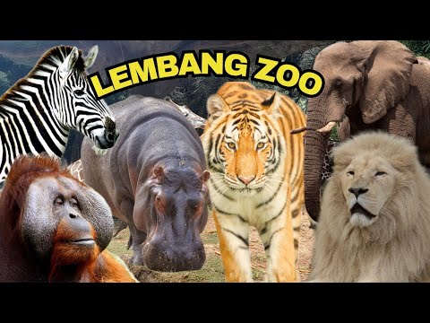 UPDATE TERBARU Kebun Binatang Lembang Park & Zoo | Harga Tiket, Hewan Hewan dan Feeding Animal