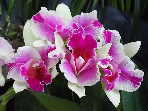 Thể hiện bởi Phượng Vũ