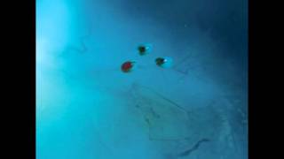 Purling Hiss - Get Your Way