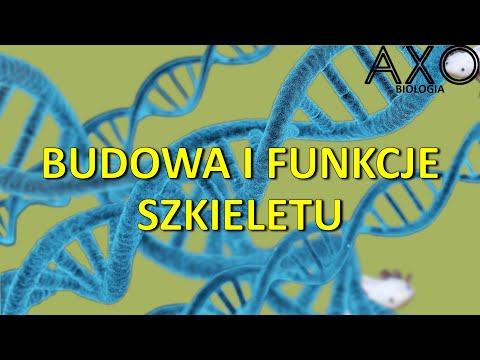 Obrazki mięśnie kręgosłupa Kulturystyka starsza kobieta