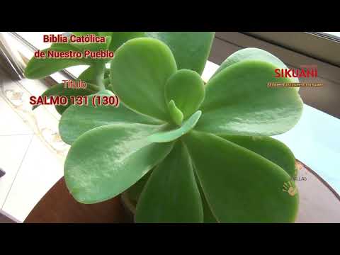 Salmo 131 (130 con voz)