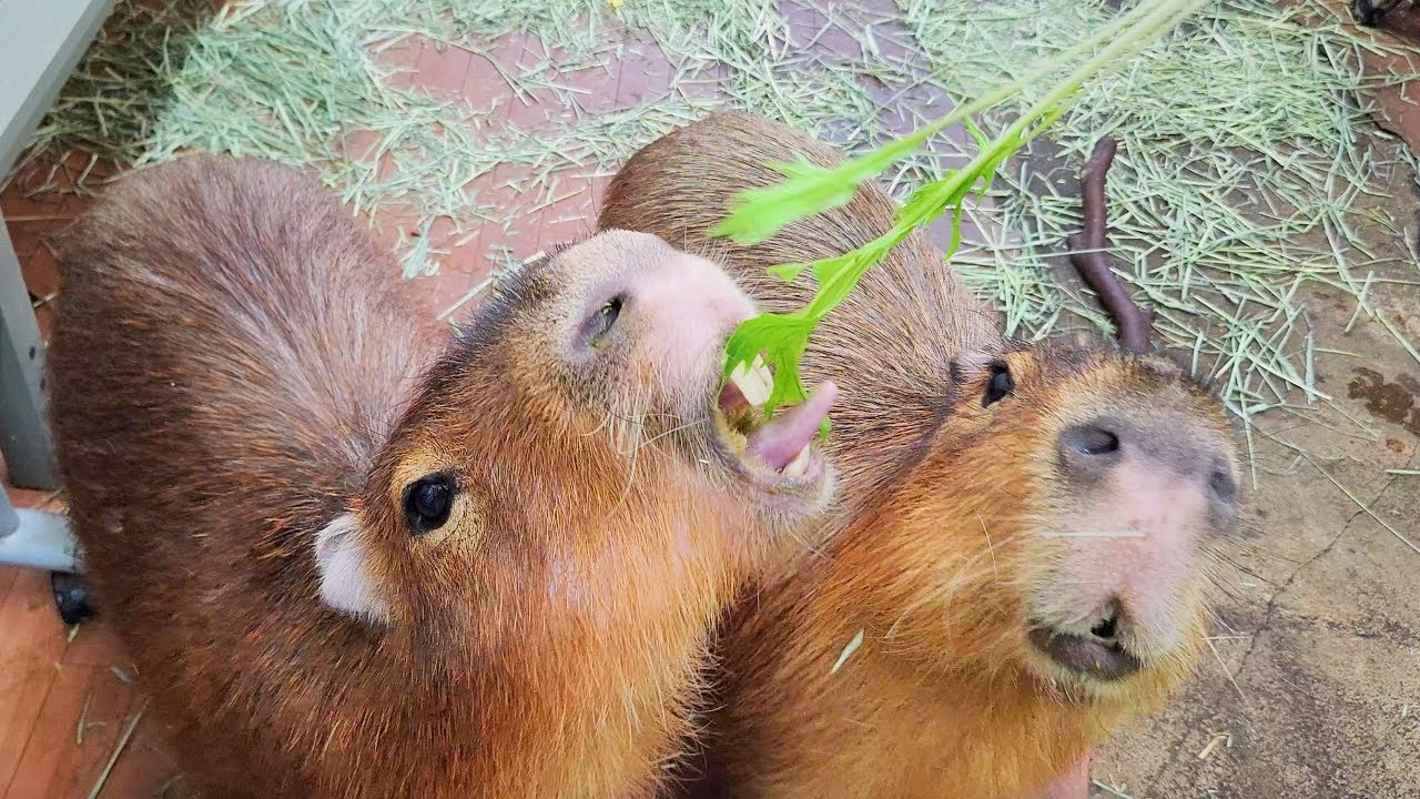 Embark on a virtual journey through the enchanting Capybara Land!