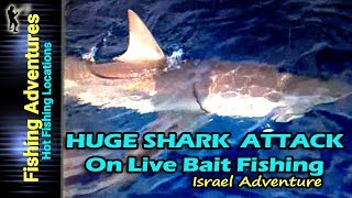 Huge shark Attack Fishing  דייג כריש ענק נתפס